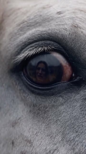Reel: primer plano del ojo de un caballo